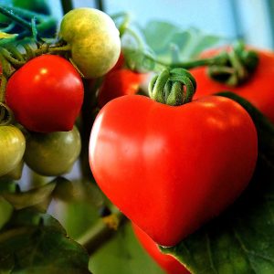 Grow Your Own Love Tomatoes